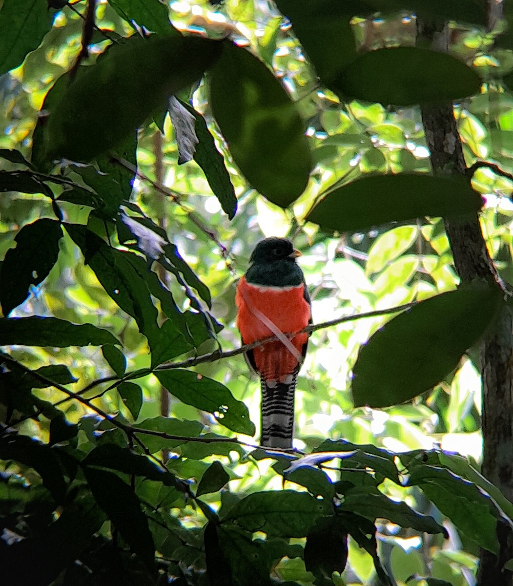 Collared Trogon - ML646364643