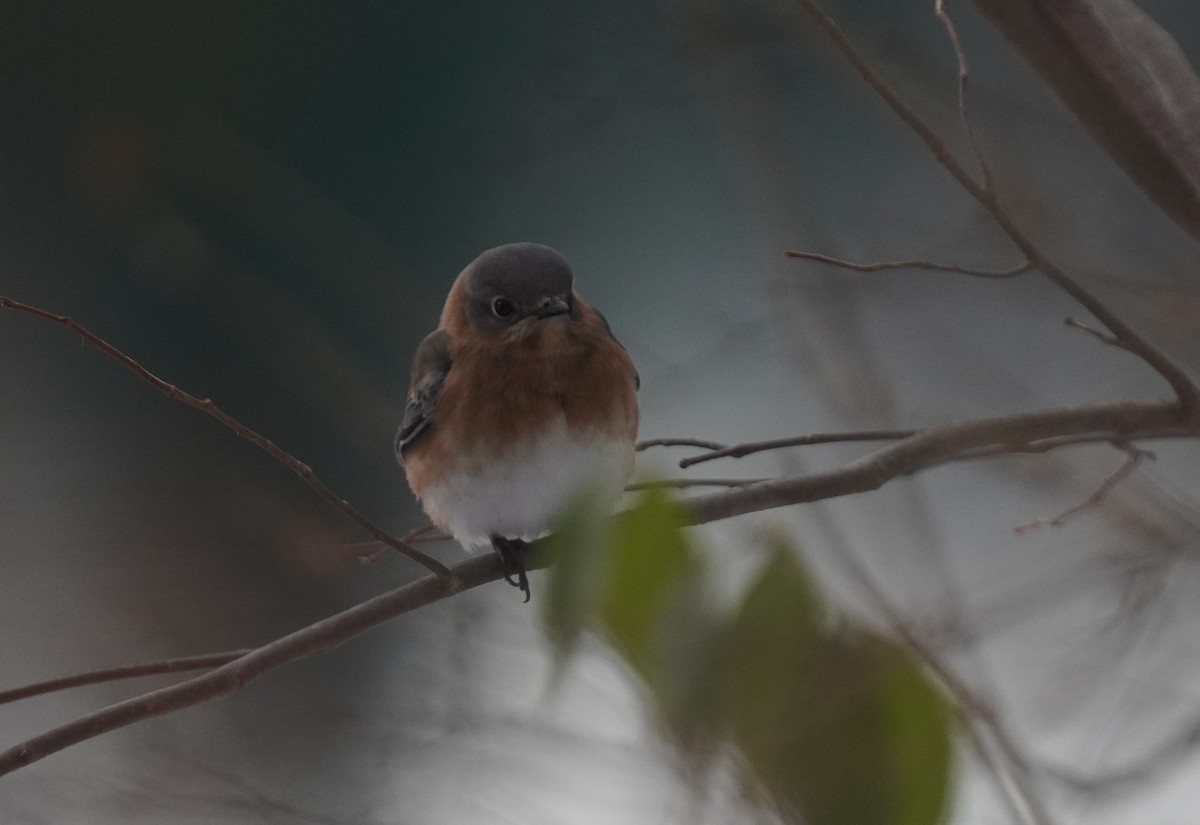 Eastern Bluebird - ML646364645