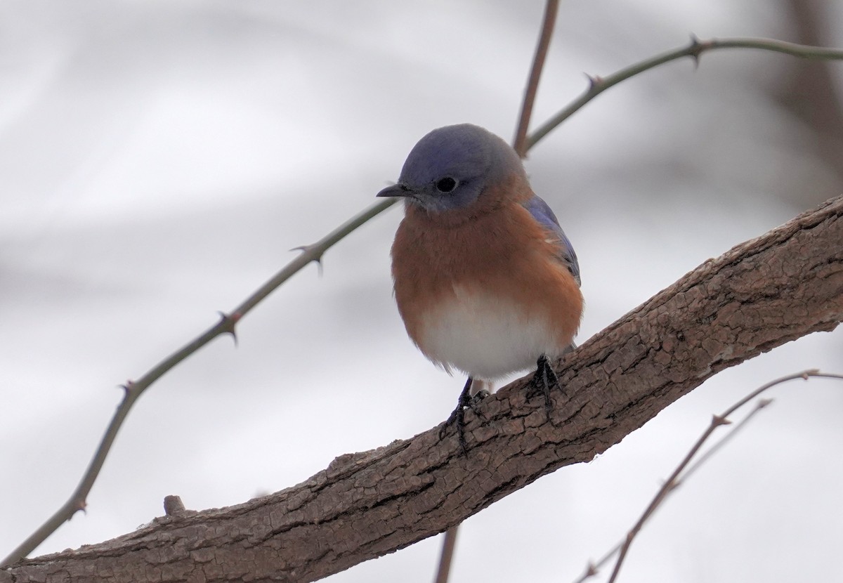 Eastern Bluebird - ML646364653