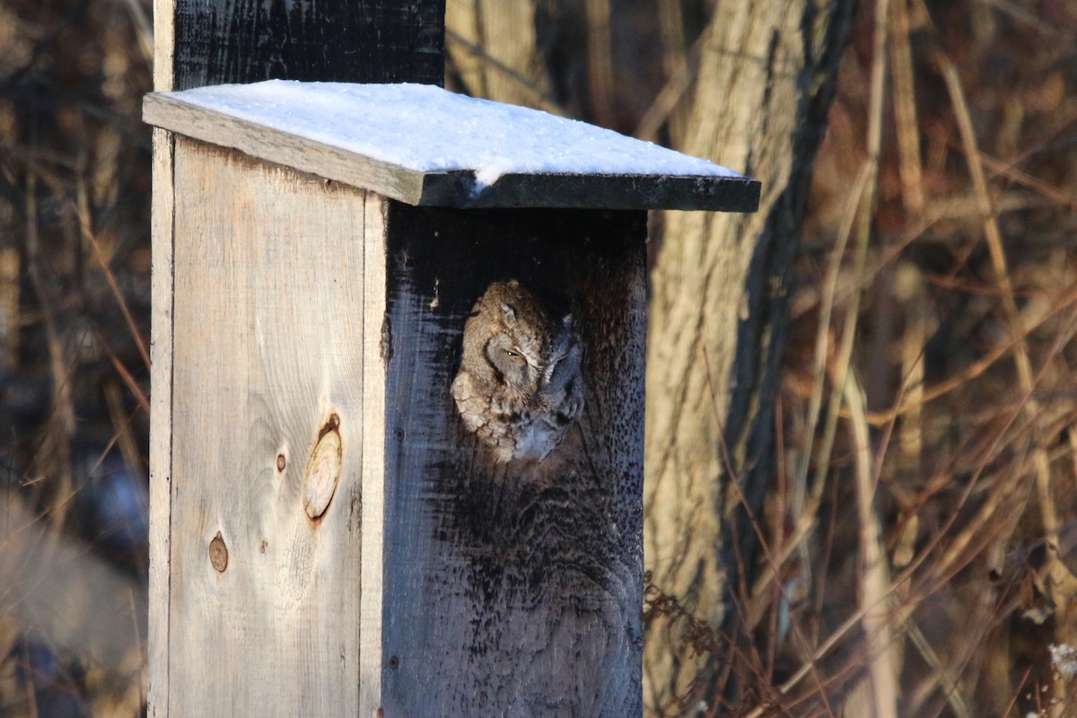 Eastern Screech-Owl - ML646364655