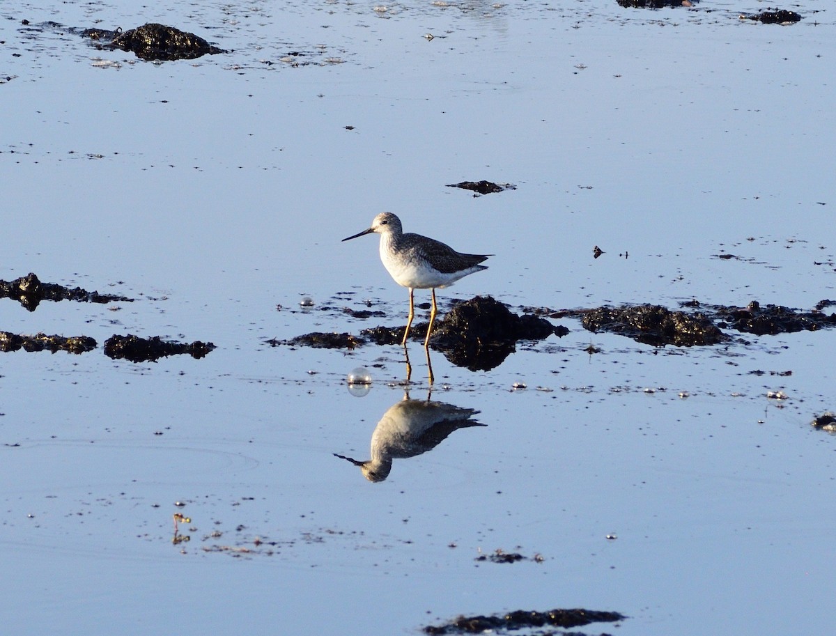 Greater Yellowlegs - ML646364659