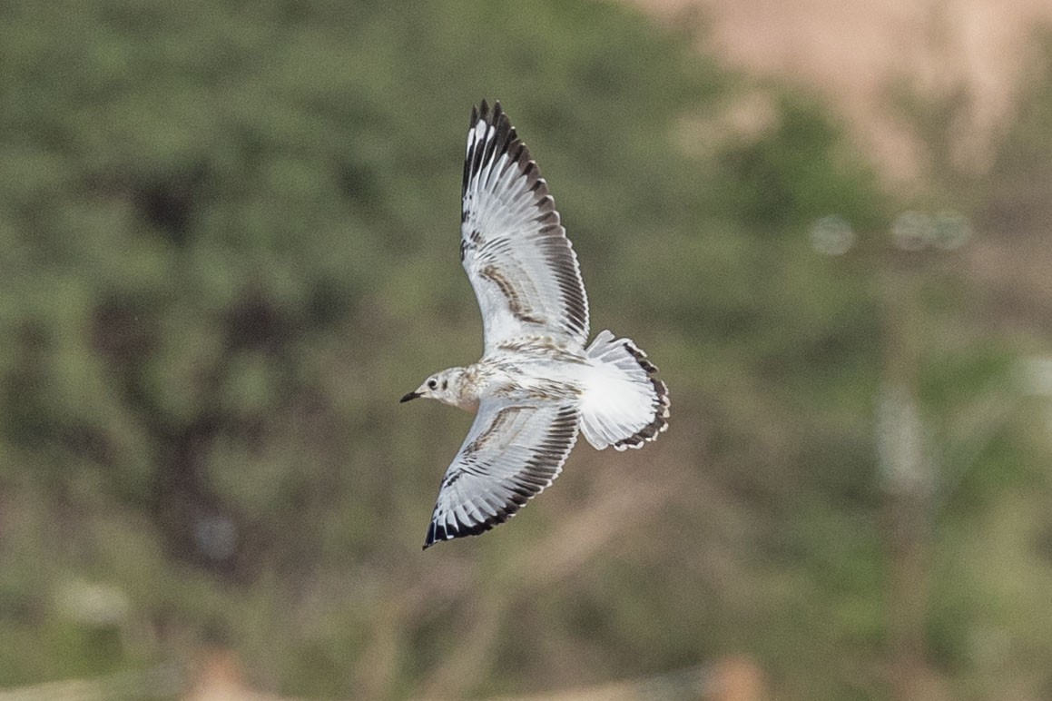 Andean Gull - ML646364671