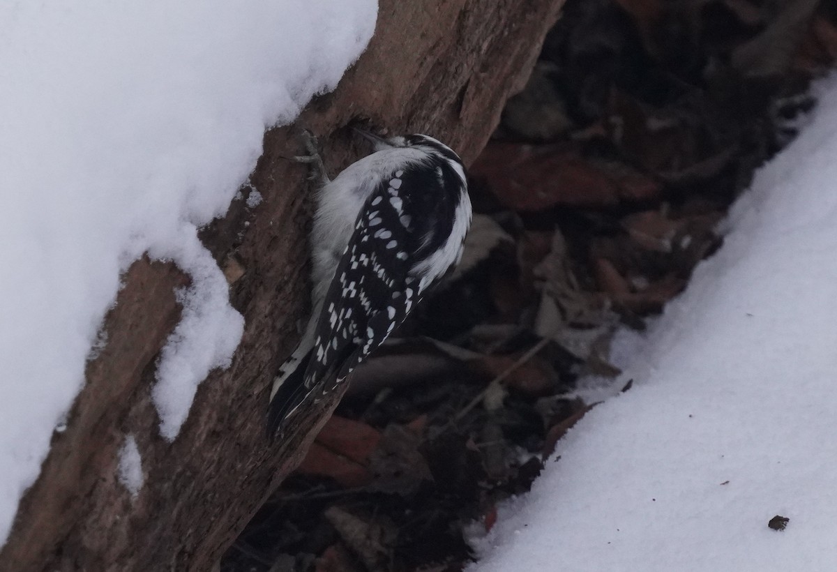 Downy Woodpecker - ML646364675