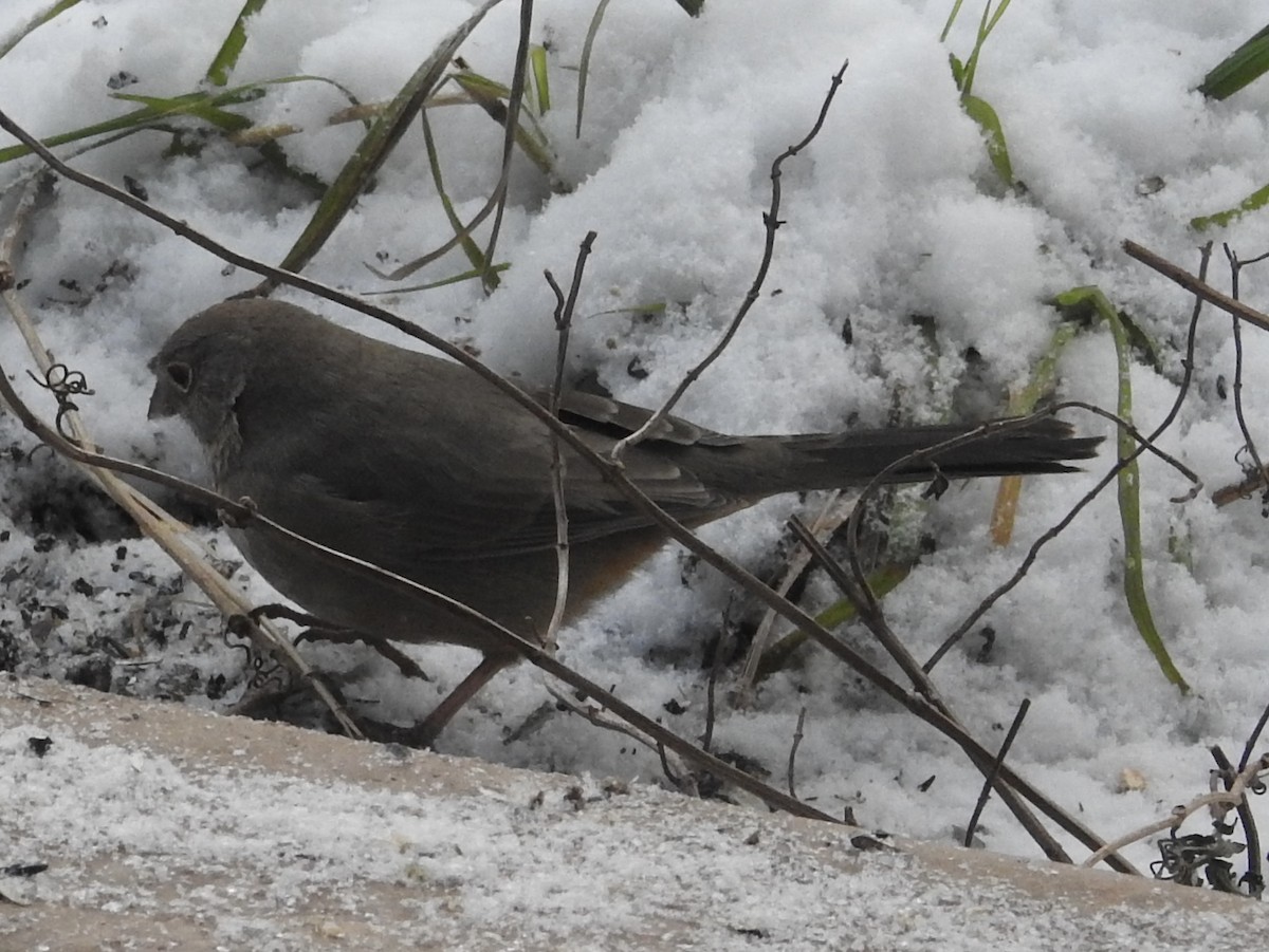 Canyon Towhee - ML646364676