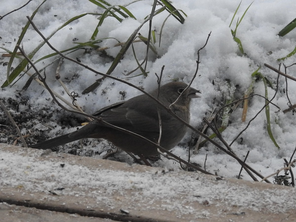 Canyon Towhee - ML646364677