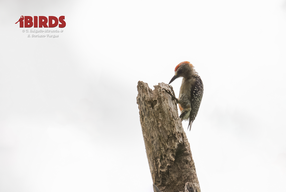 Red-crowned Woodpecker - ML646364678