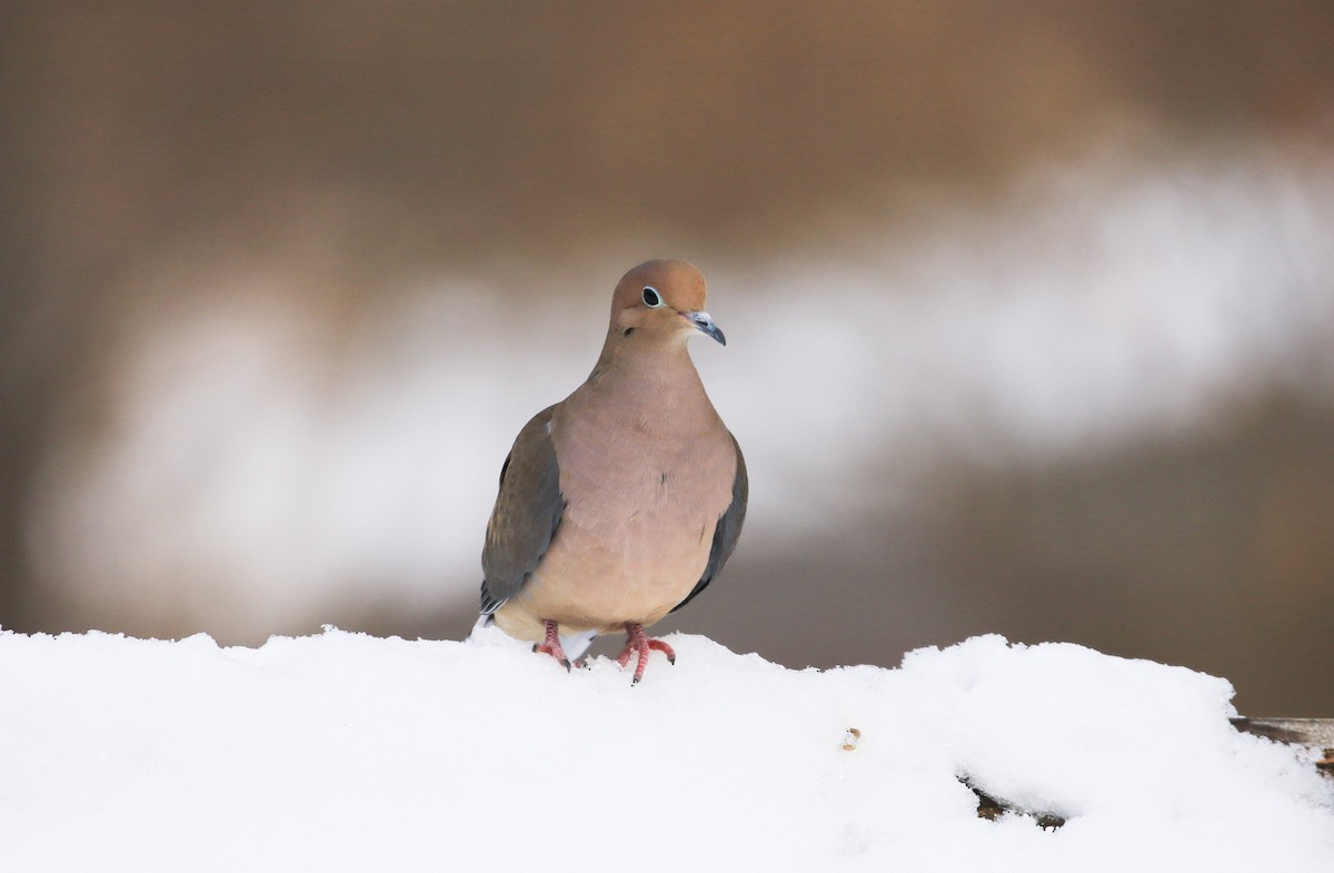Mourning Dove - ML646364679