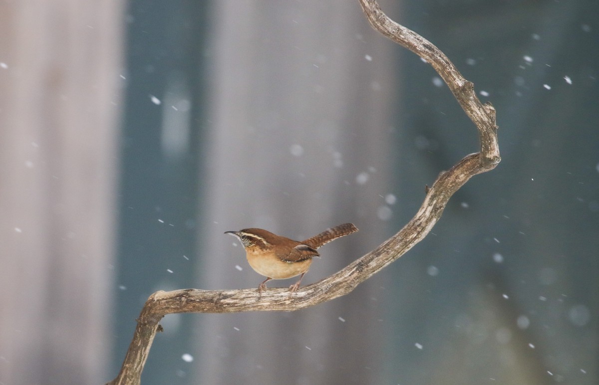 Carolina Wren - ML646364685