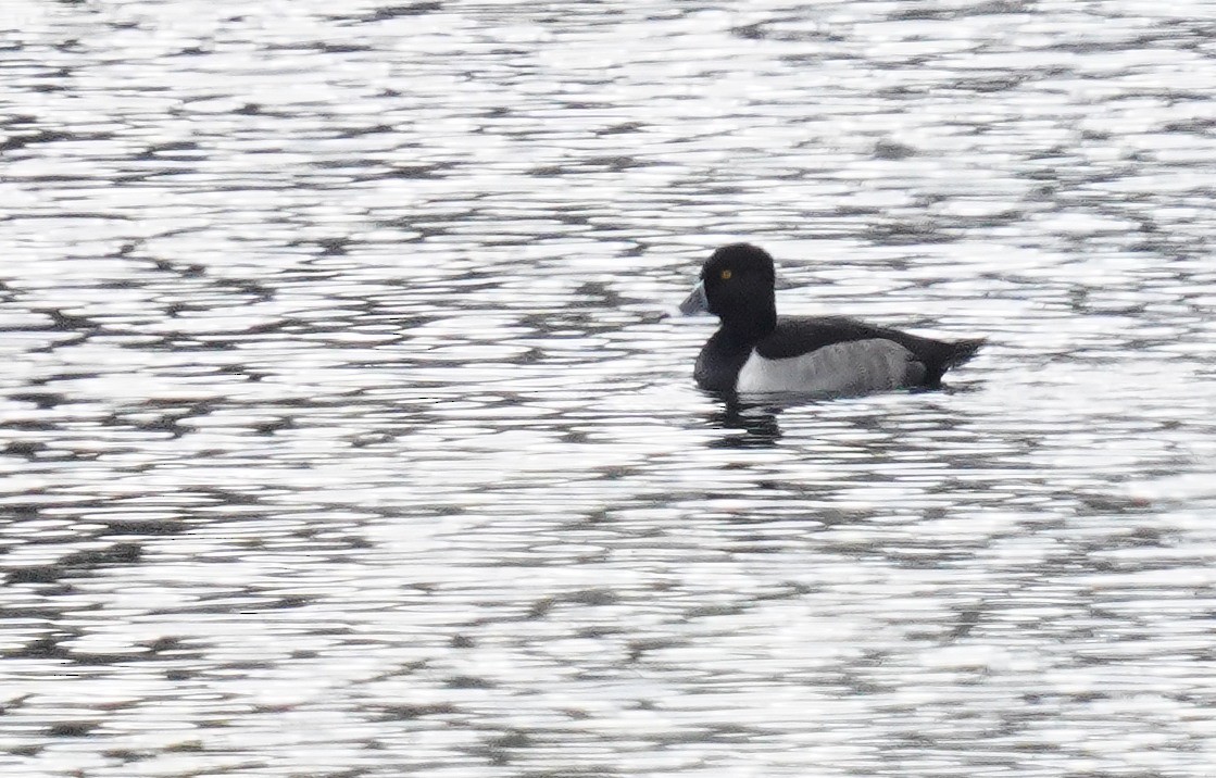 Porrón Acollarado - ML646364686