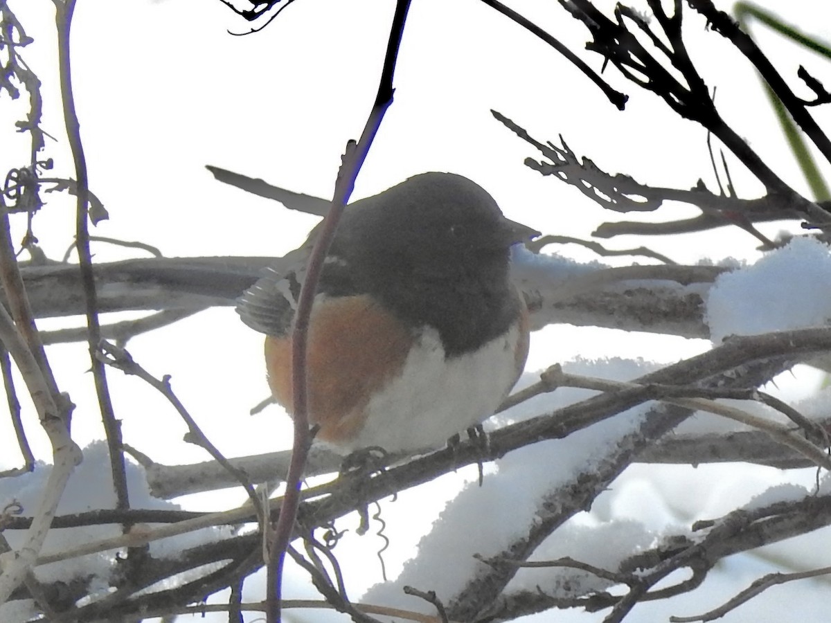 Spotted Towhee - ML646364688