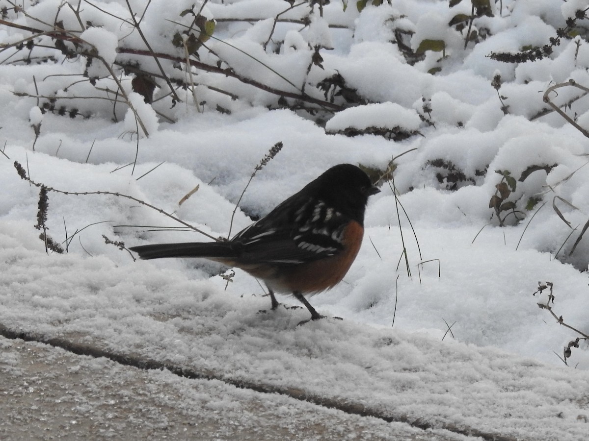 Spotted Towhee - ML646364689