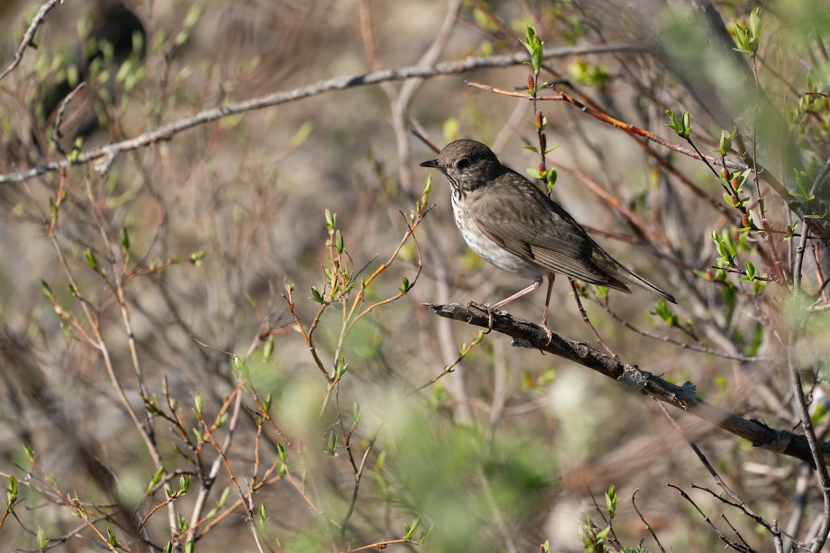 Grauwangen-Musendrossel - ML646364690