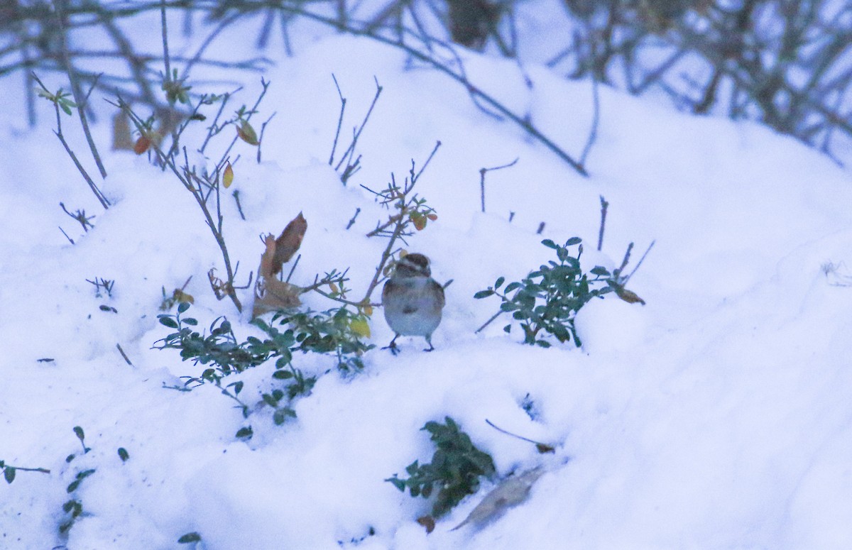 American Tree Sparrow - ML646364701