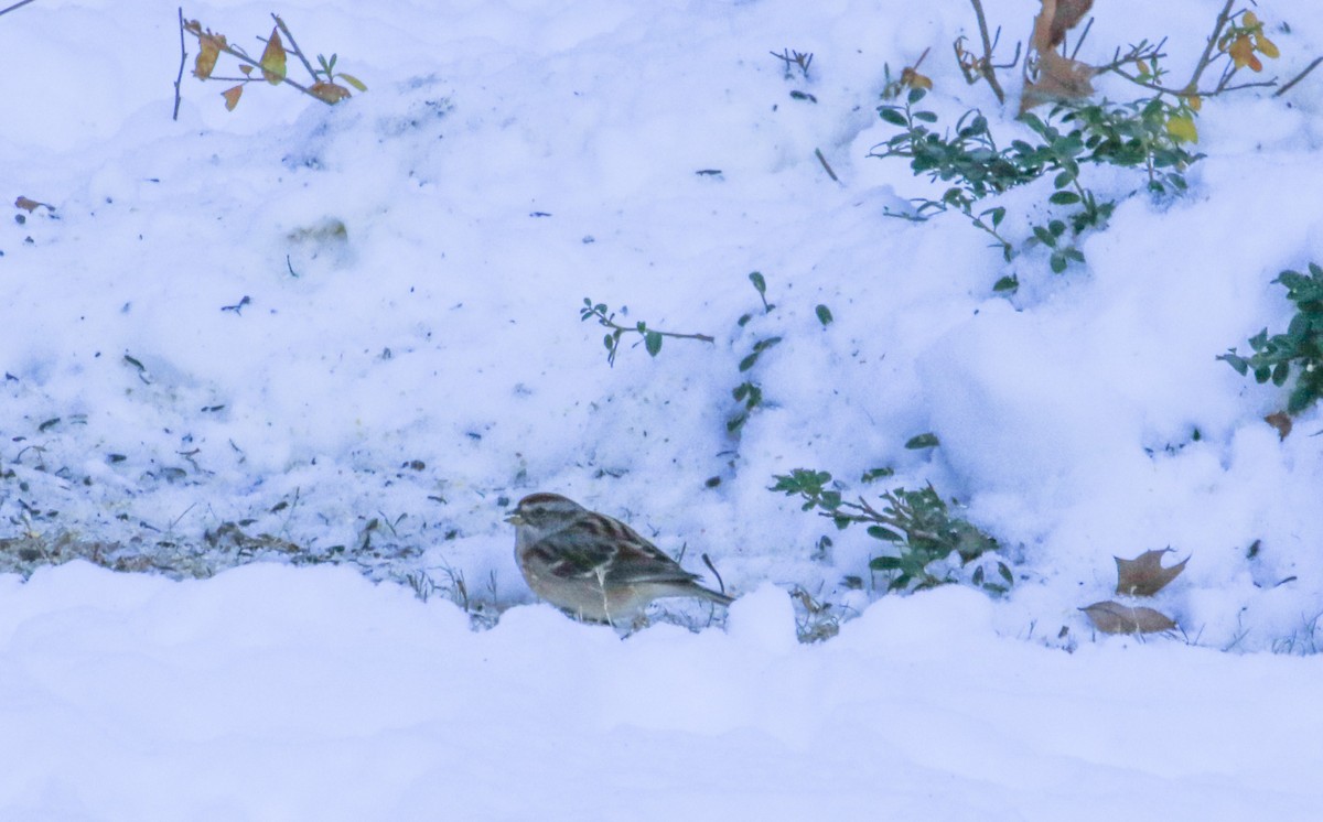 American Tree Sparrow - ML646364702
