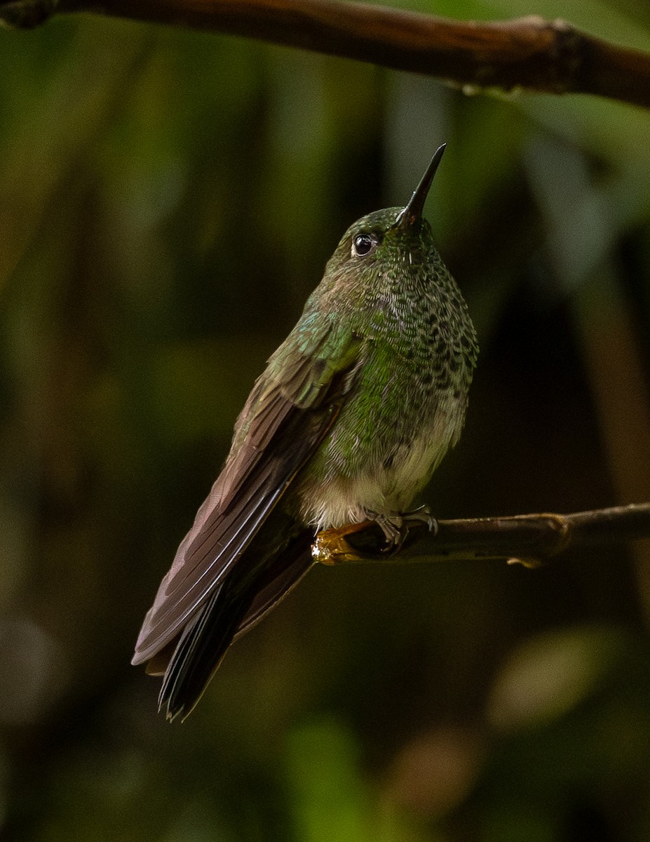 Bakır Rengi Pufayak - ML646364705