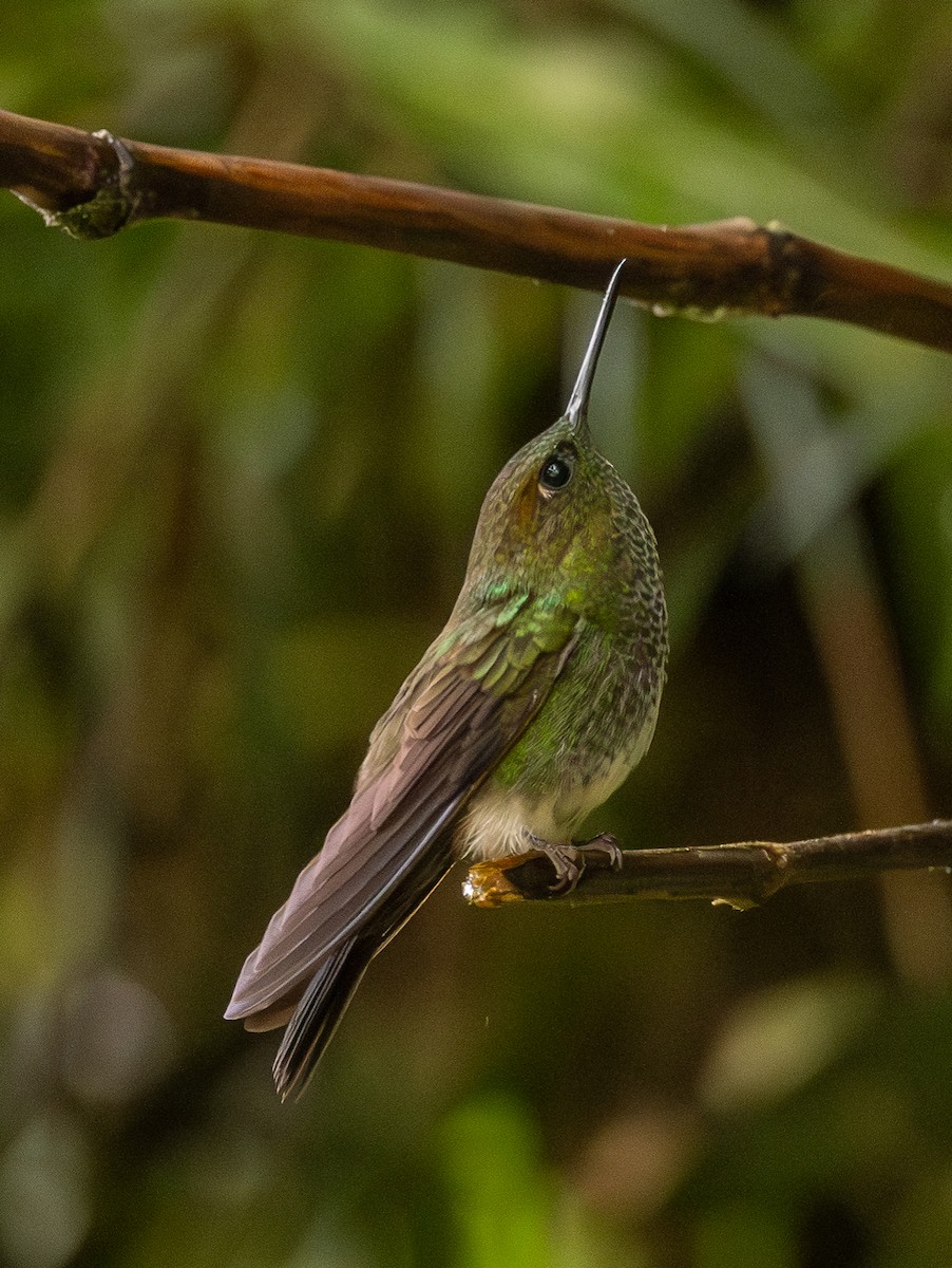 Bakır Rengi Pufayak - ML646364706