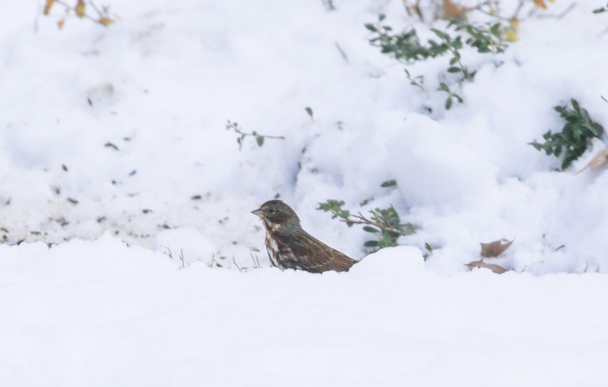 Passerella variabile - ML646364707