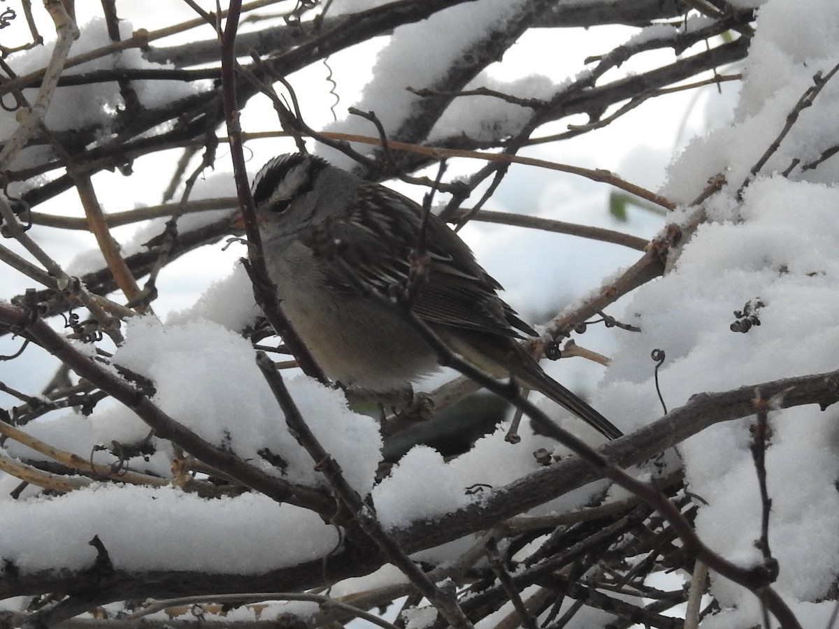 White-crowned Sparrow - ML646364708