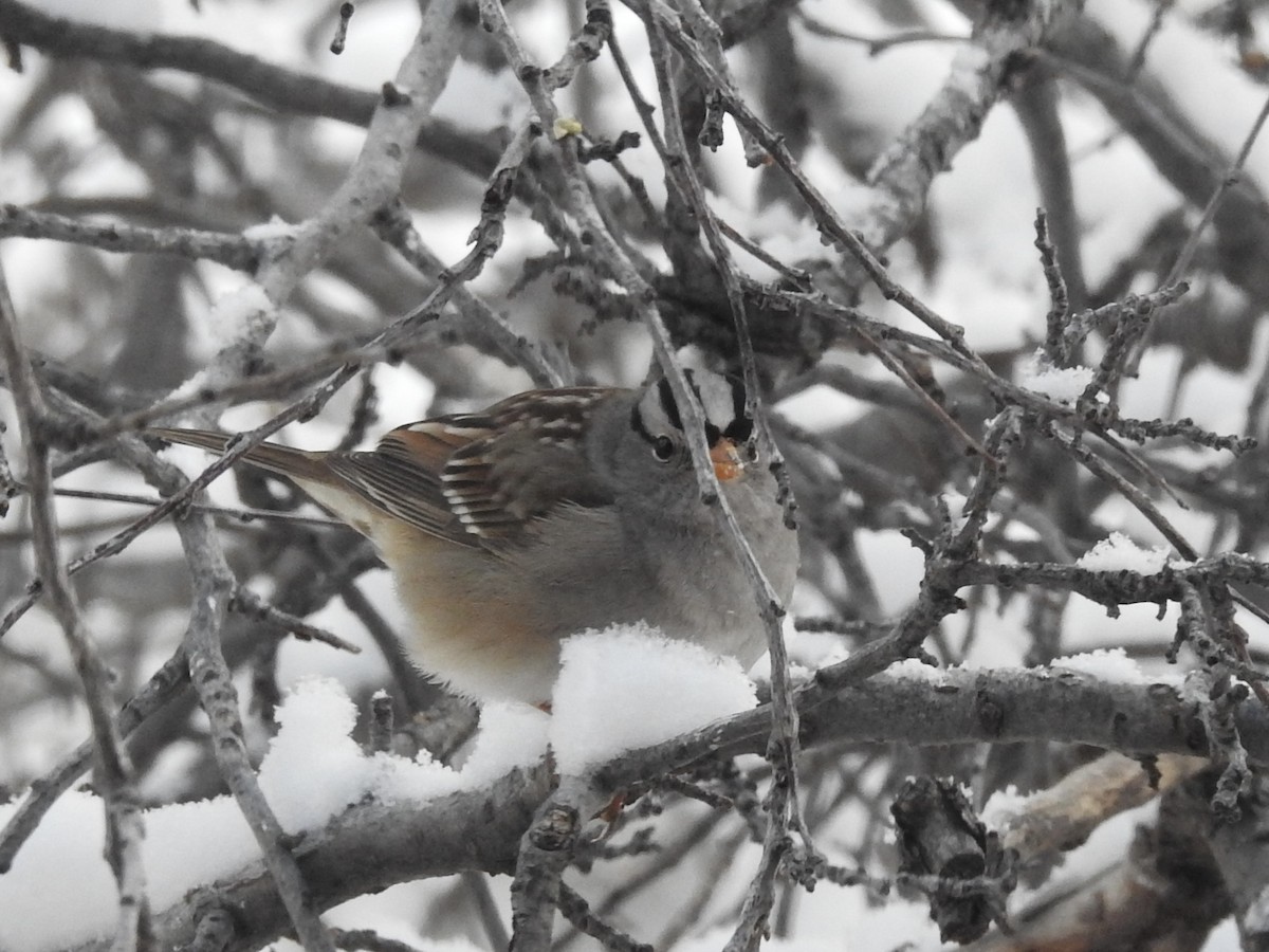White-crowned Sparrow - ML646364709