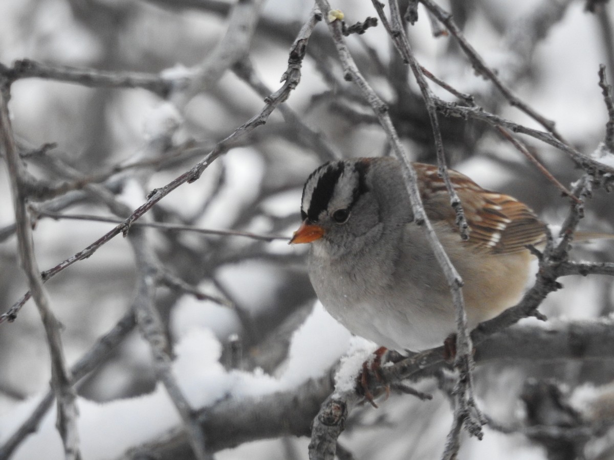 White-crowned Sparrow - ML646364710