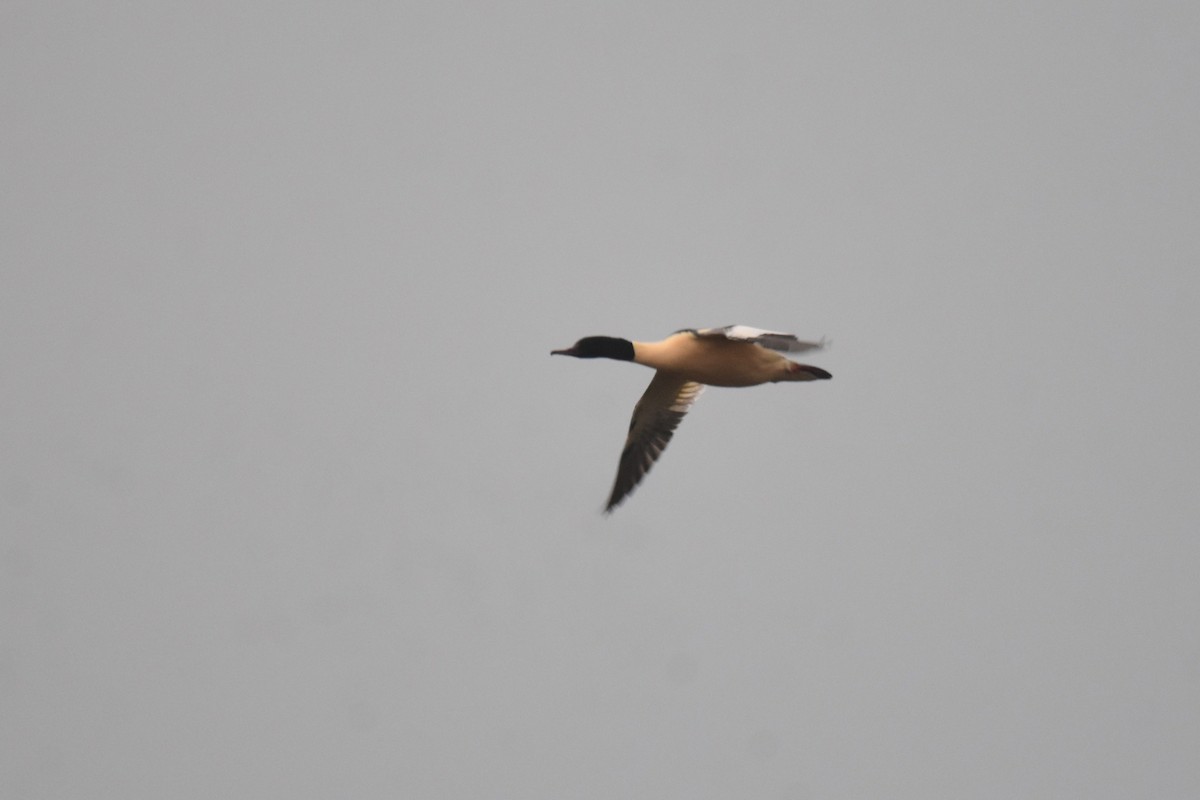 Common Merganser - ML646364711