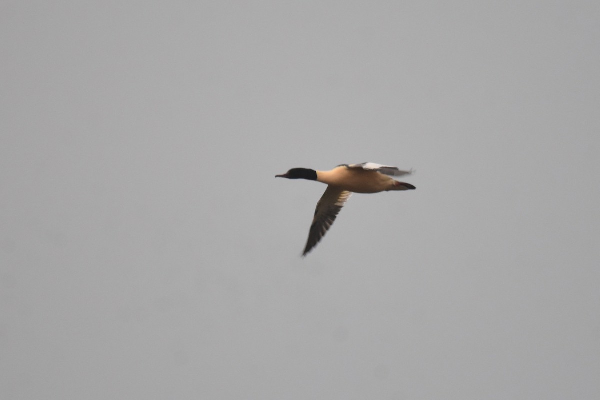 Common Merganser - ML646364712