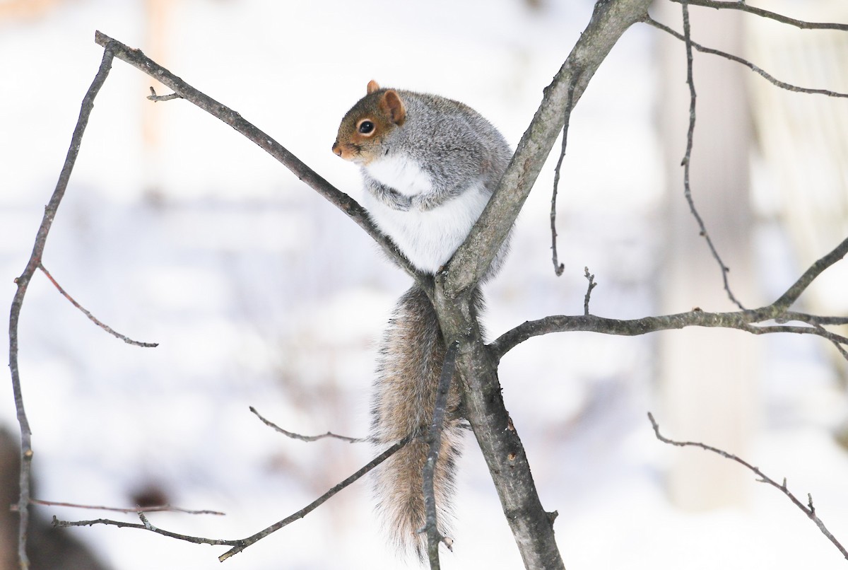 Eastern Gray Squirrel - ML646364724