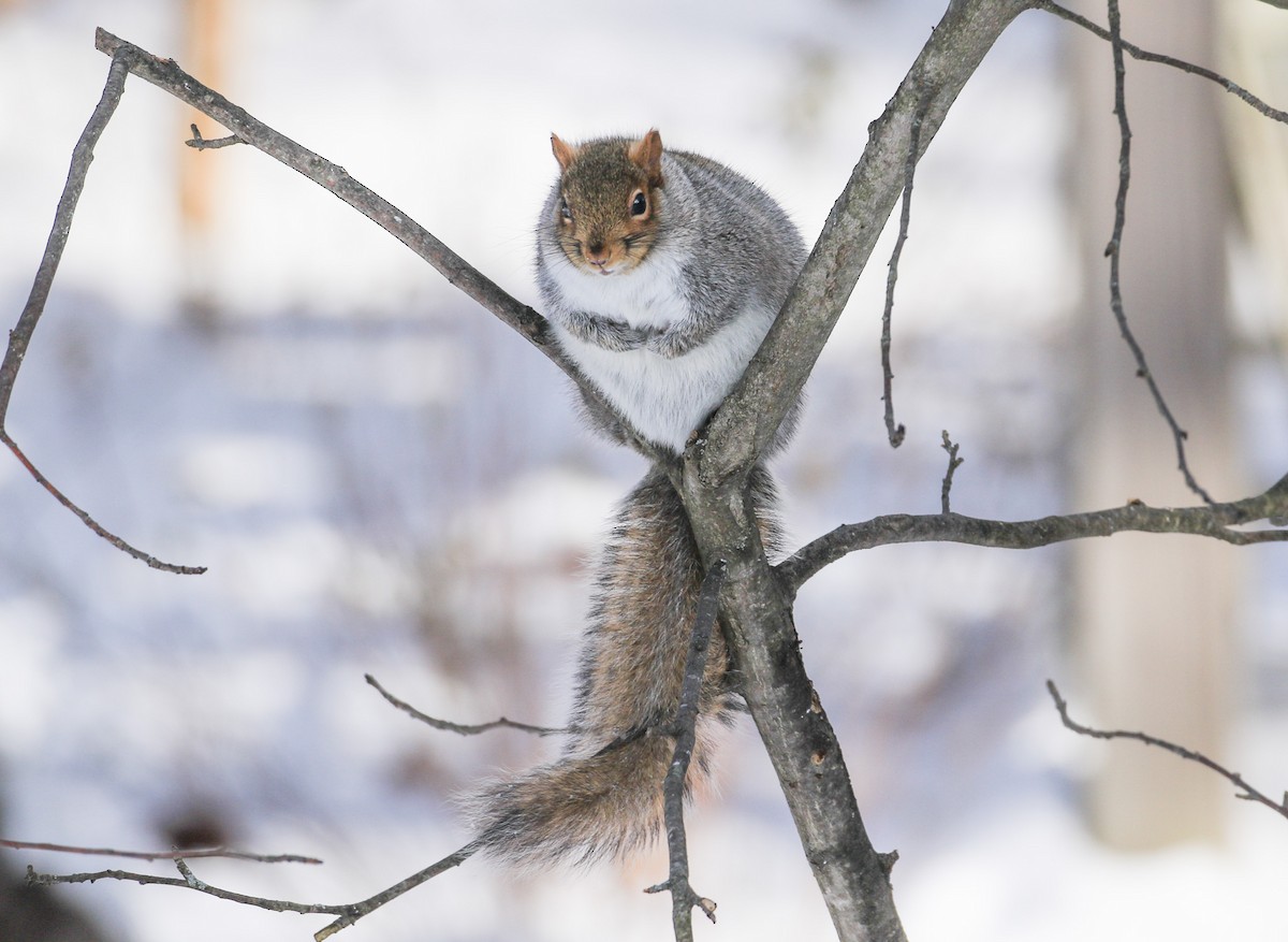 Eastern Gray Squirrel - ML646364726