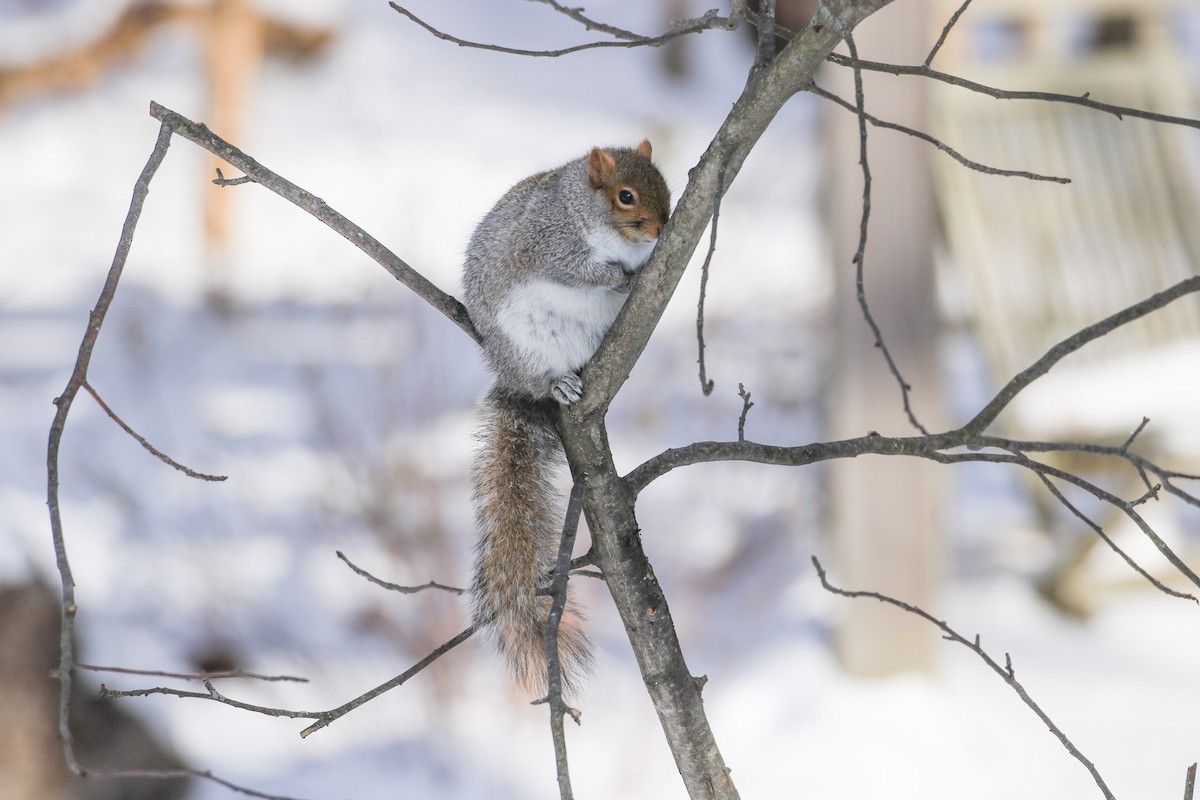 Eastern Gray Squirrel - ML646364727