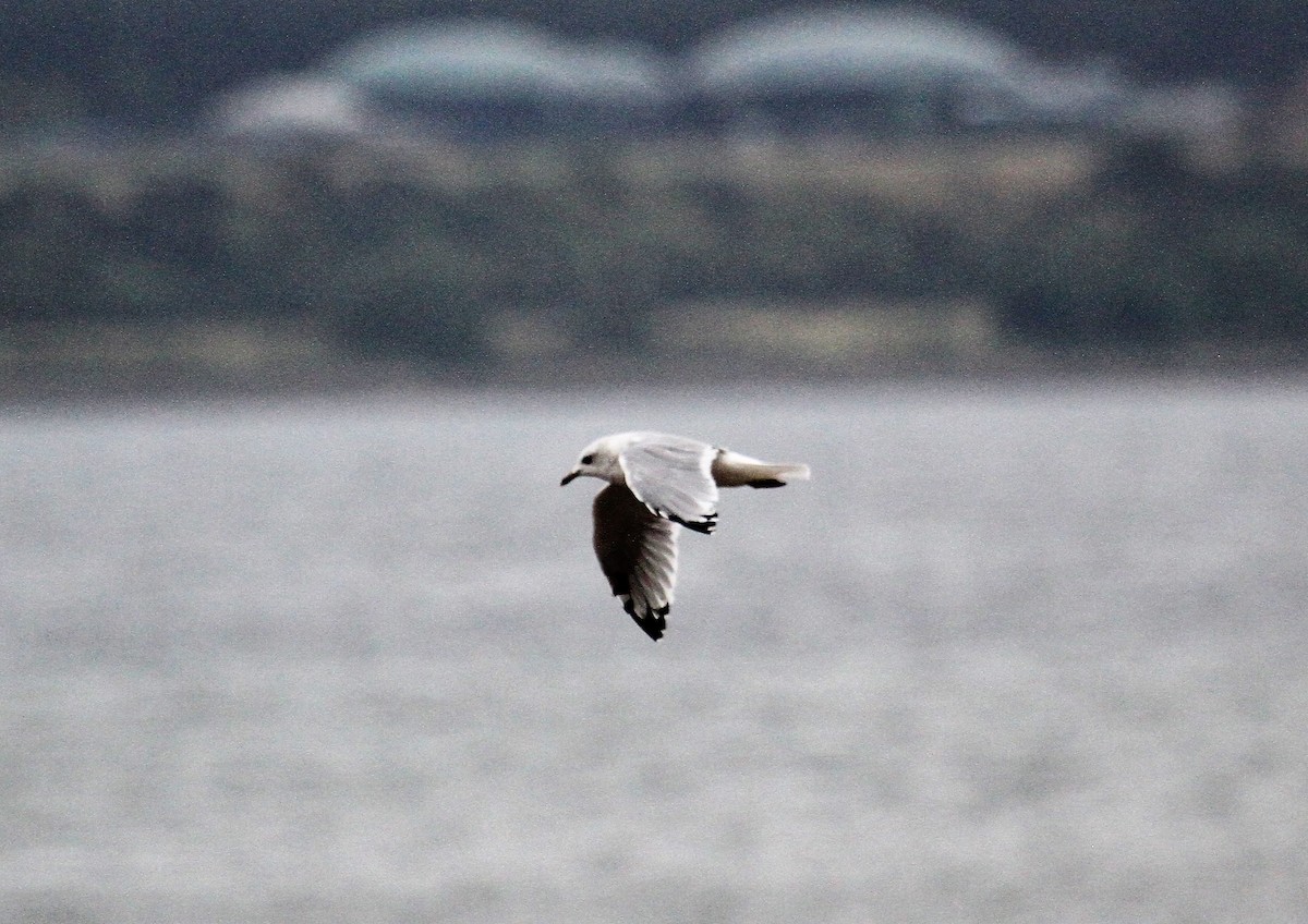 Black-legged Kittiwake - ML646364728