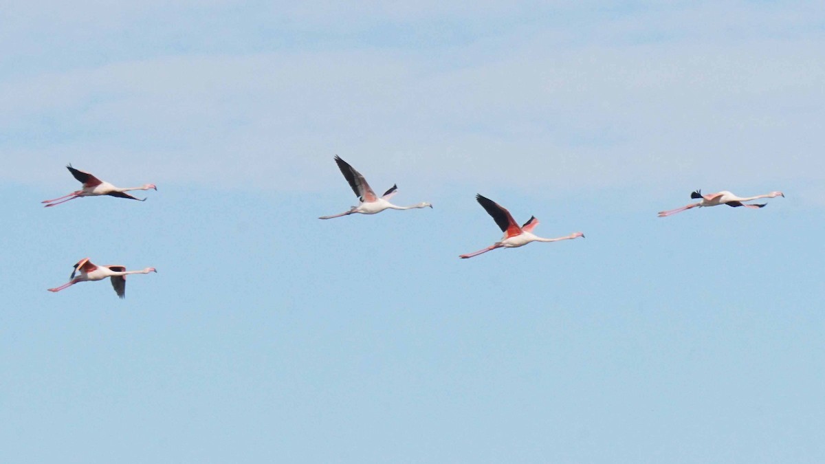 rosenflamingo - ML646364731