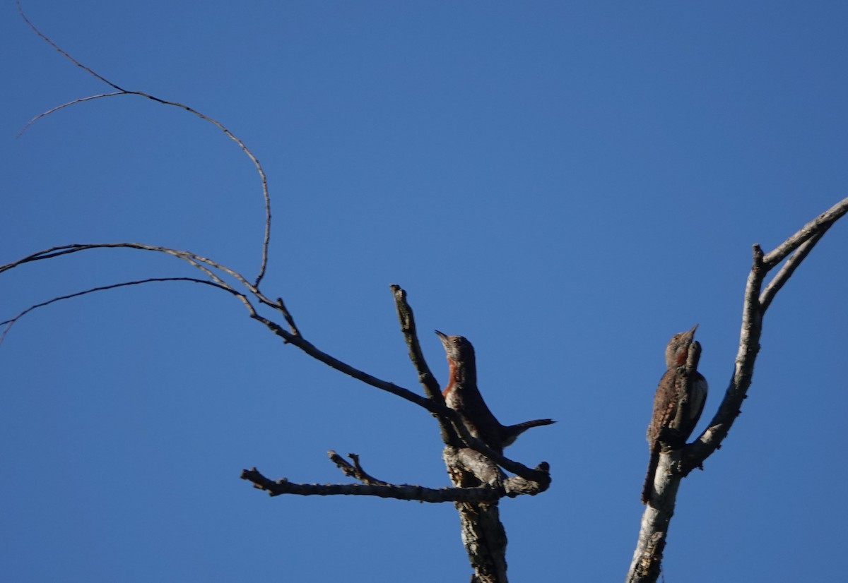 Red-throated Wryneck (Rufous-necked) - ML646364741