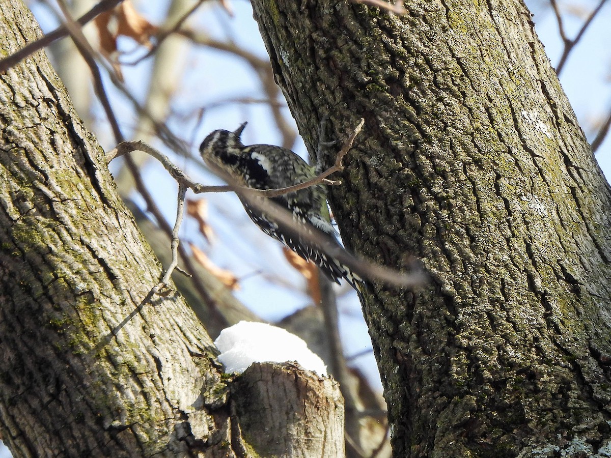 Yellow-bellied Sapsucker - ML646364742
