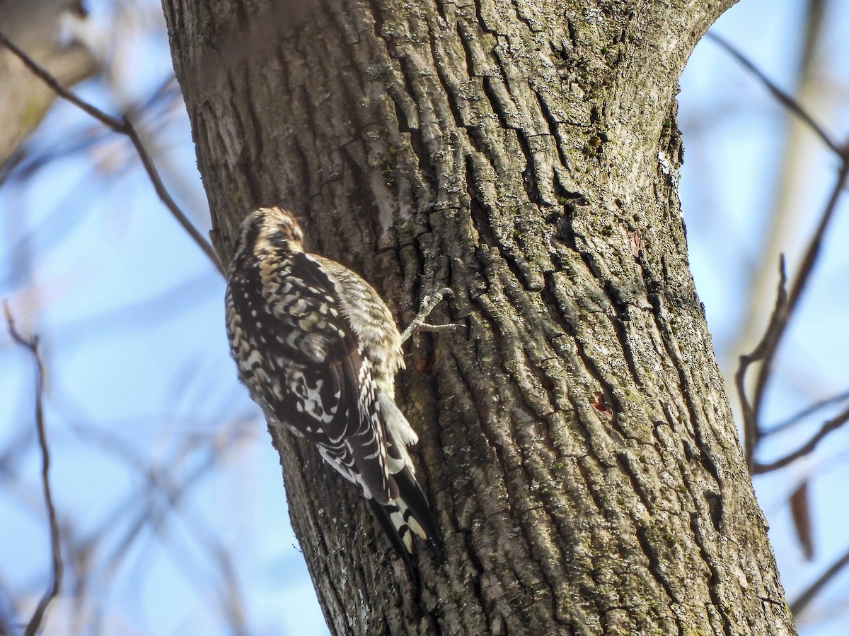 Yellow-bellied Sapsucker - ML646364743