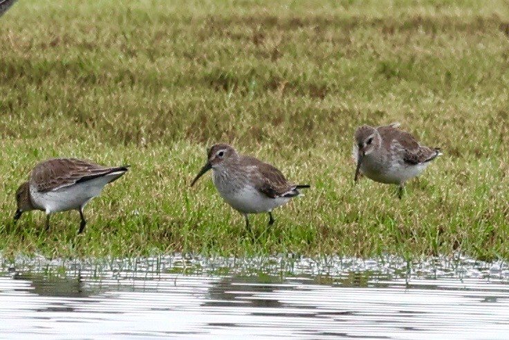 Dunlin - ML646364750