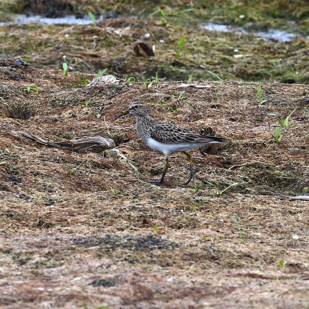 Pectoral Sandpiper - ML646364754
