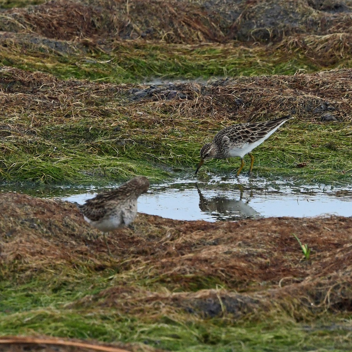Pectoral Sandpiper - ML646364755