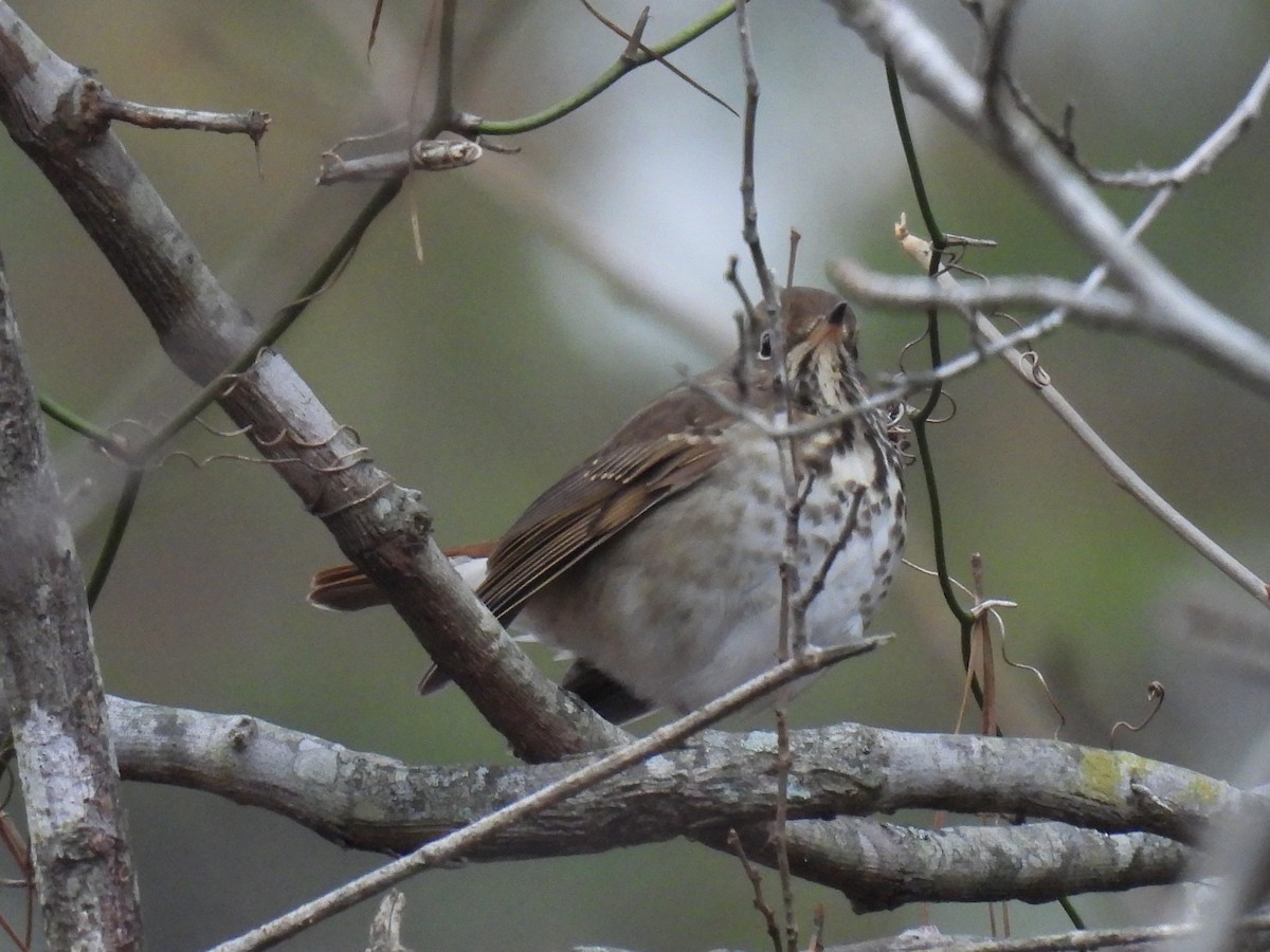 Tordo di Pallas - ML646364757