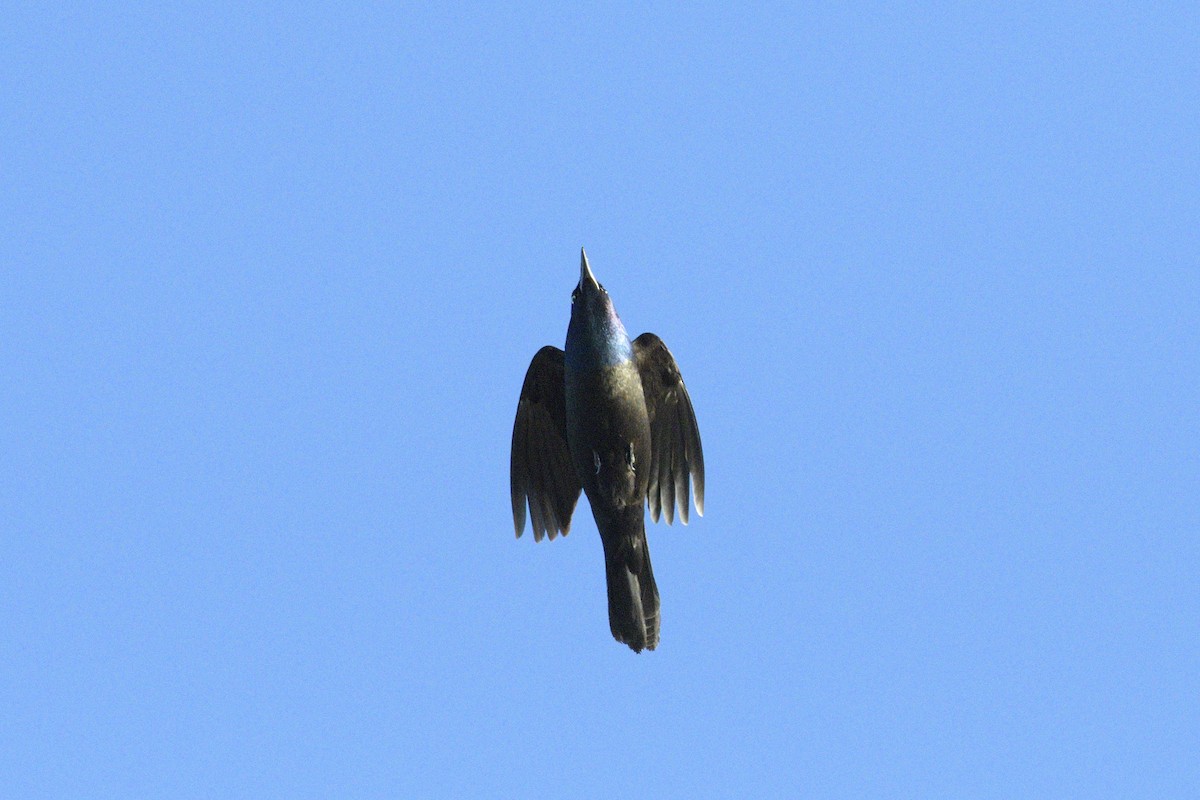 Common Grackle - ML646364758