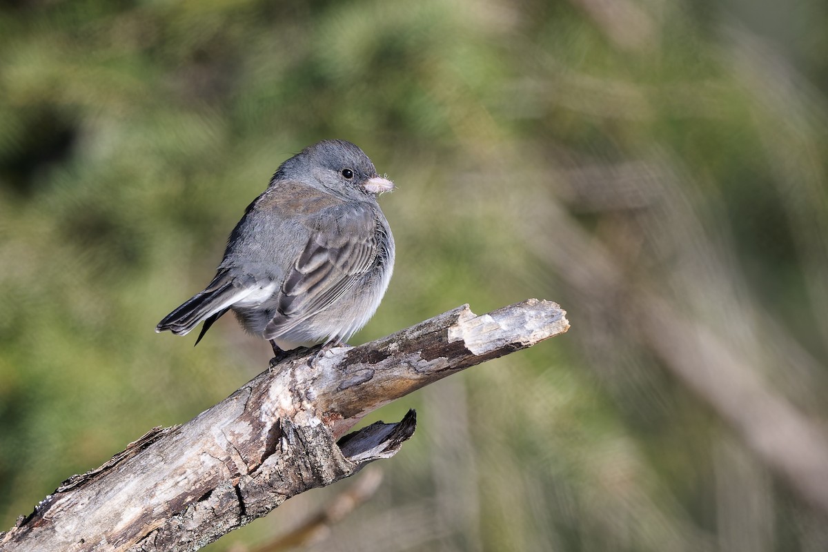 Dark-eyed Junco - ML646364759
