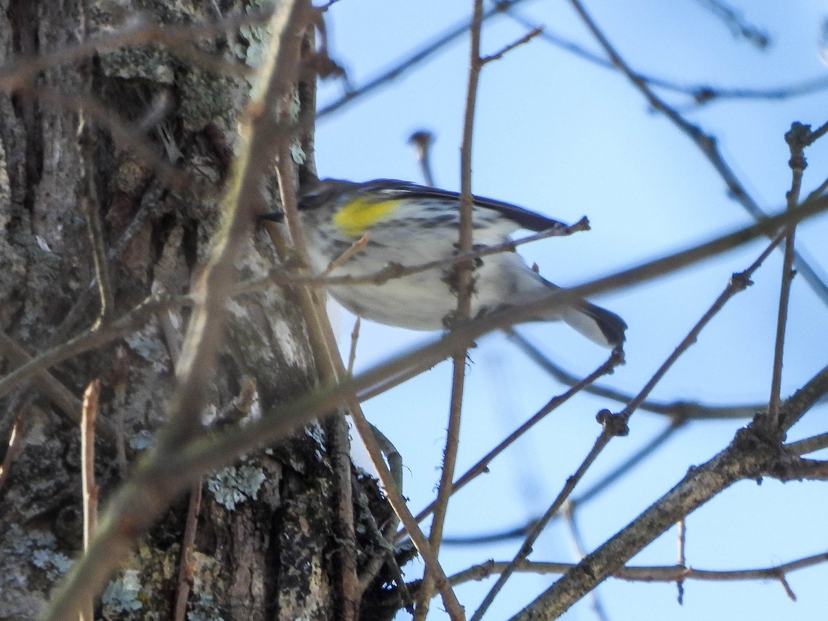 Yellow-rumped Warbler - ML646364761