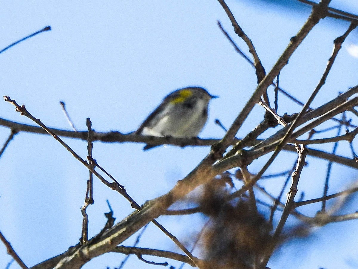 Yellow-rumped Warbler - ML646364764