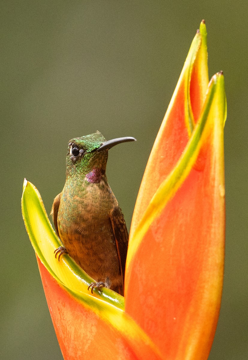 Fawn-breasted Brilliant - ML646364765