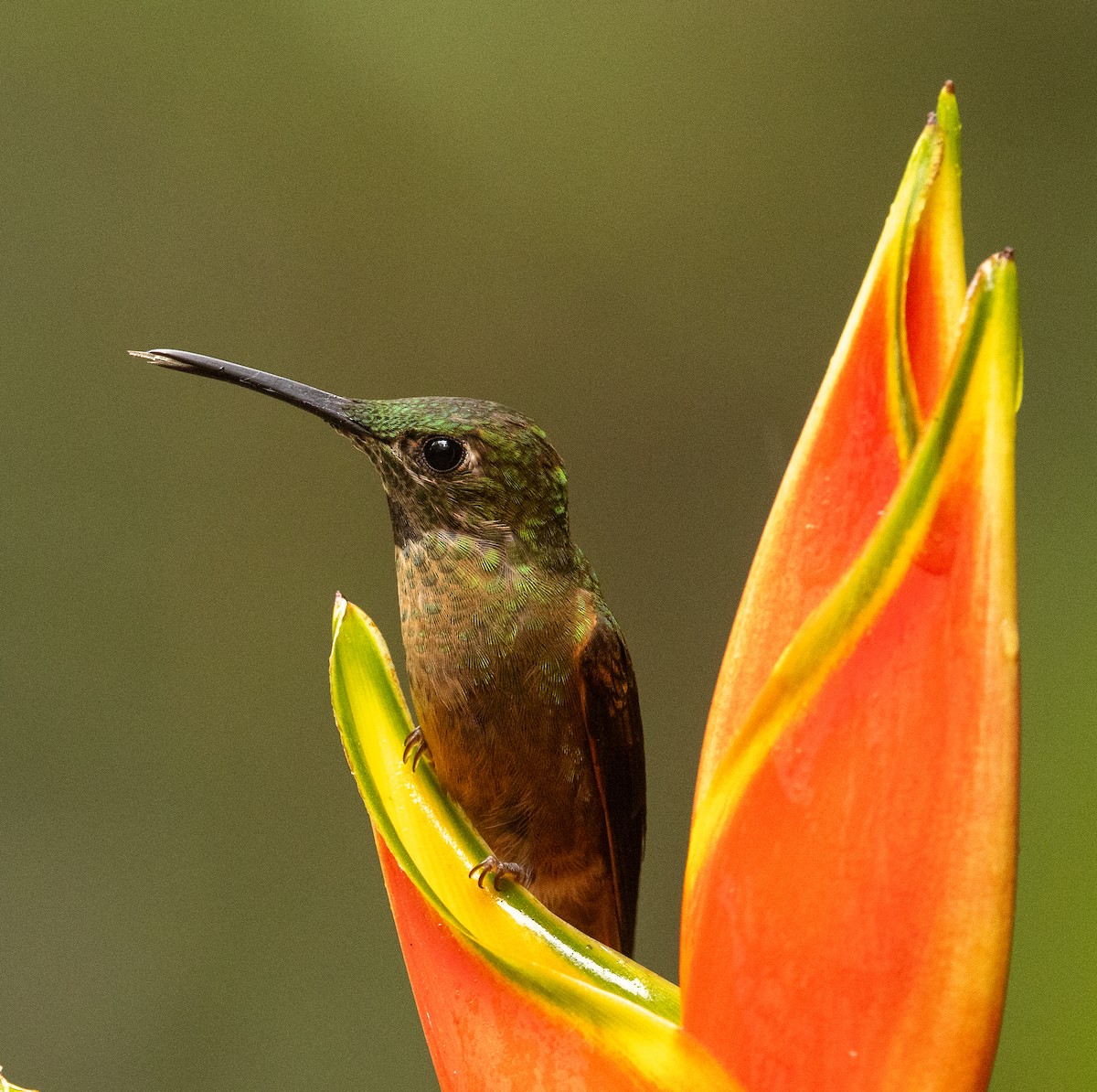 Fawn-breasted Brilliant - ML646364766