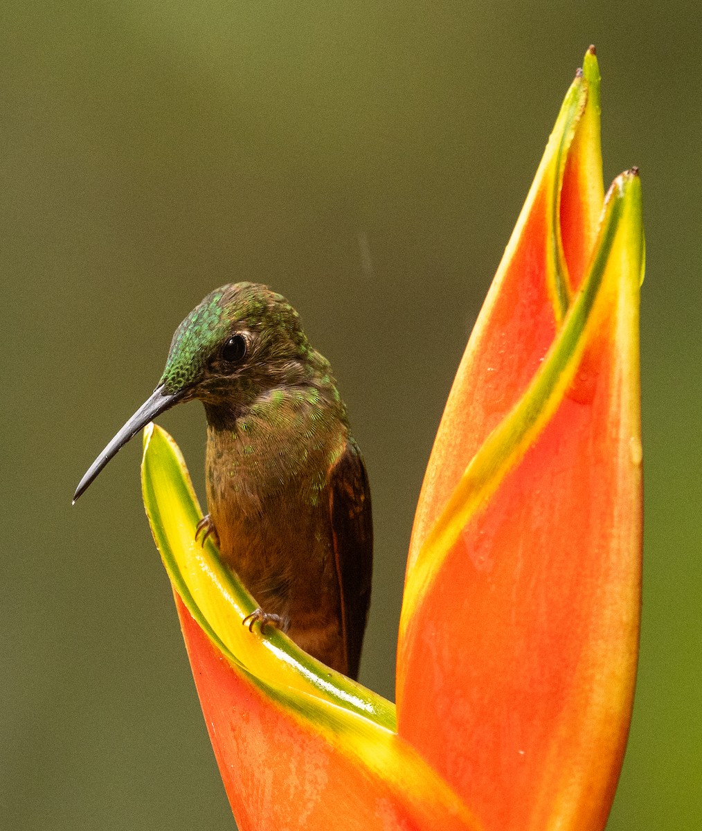 Fawn-breasted Brilliant - ML646364767