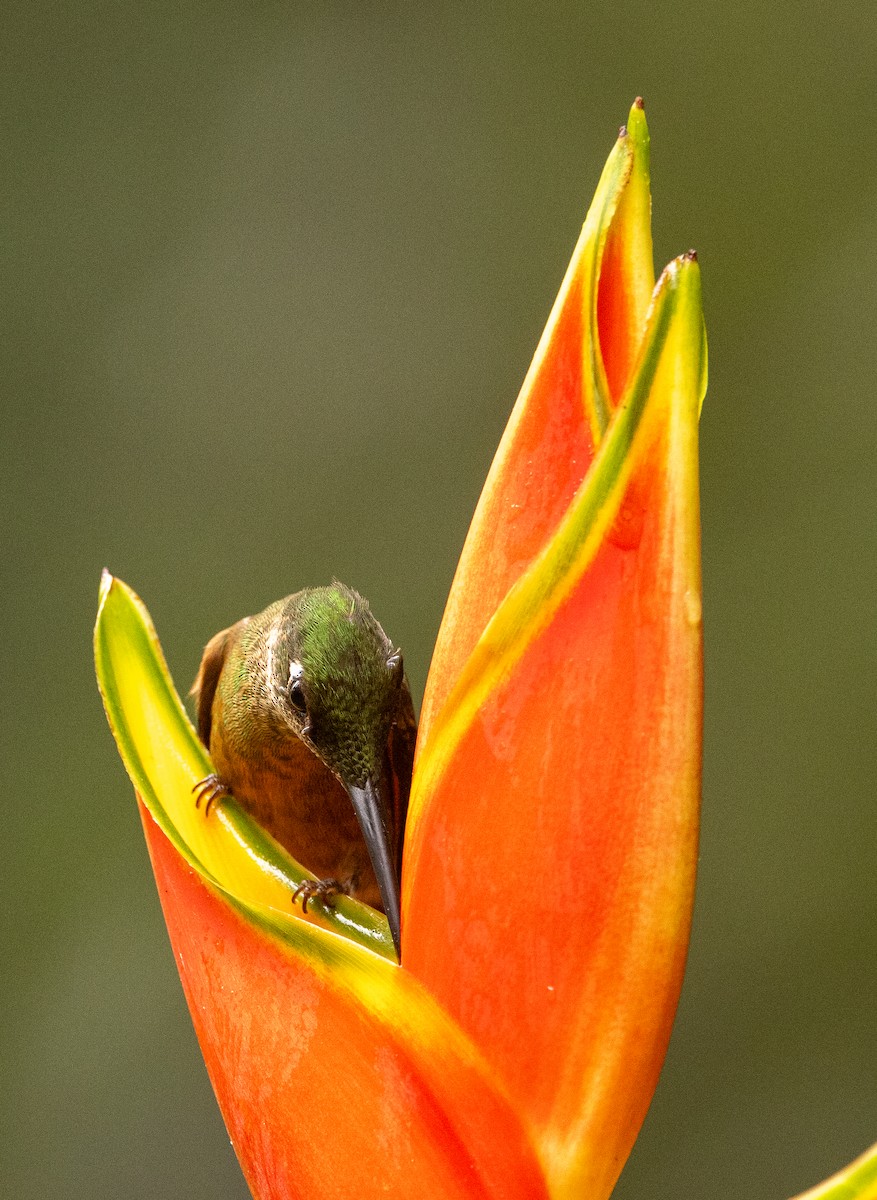 Fawn-breasted Brilliant - ML646364768