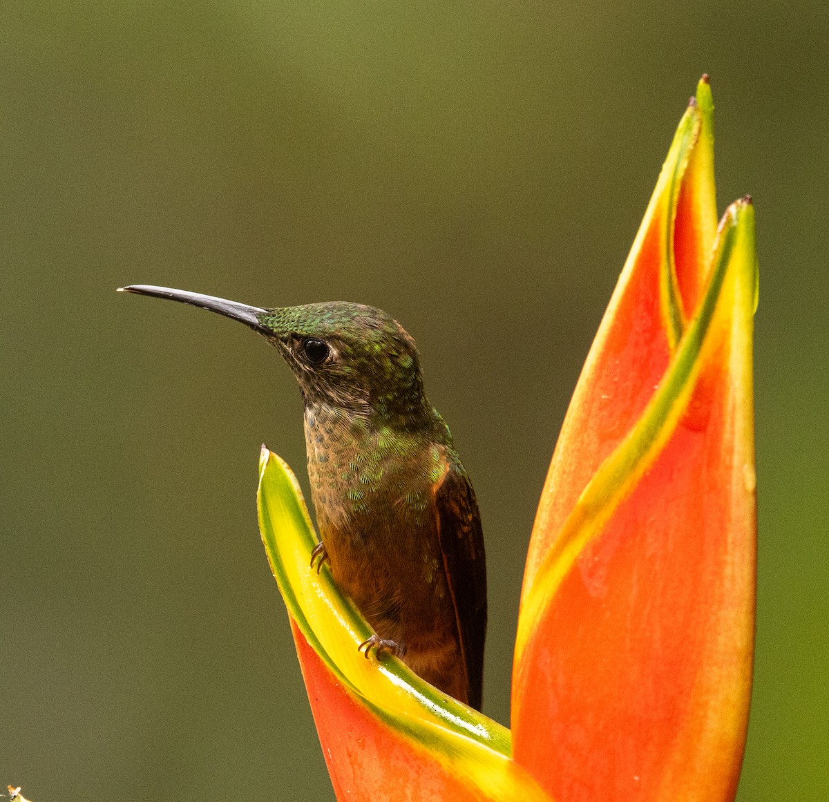 Fawn-breasted Brilliant - ML646364769