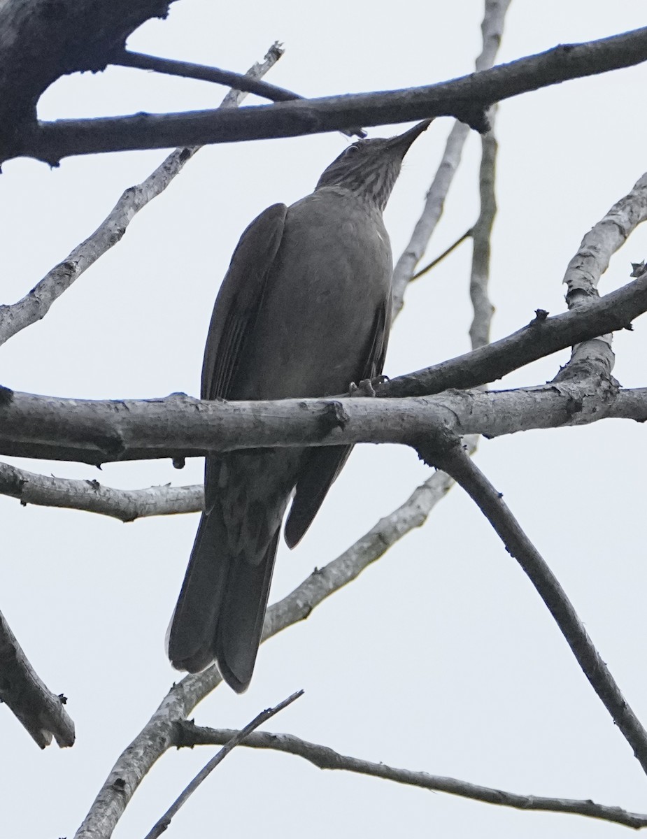 Pale-breasted Thrush - ML646364780