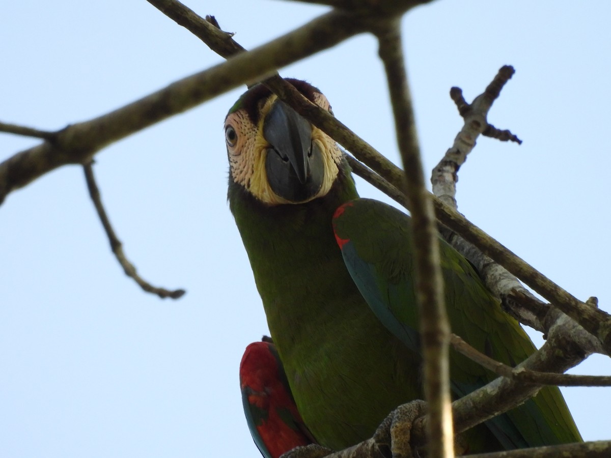 Chestnut-fronted Macaw - ML646364781