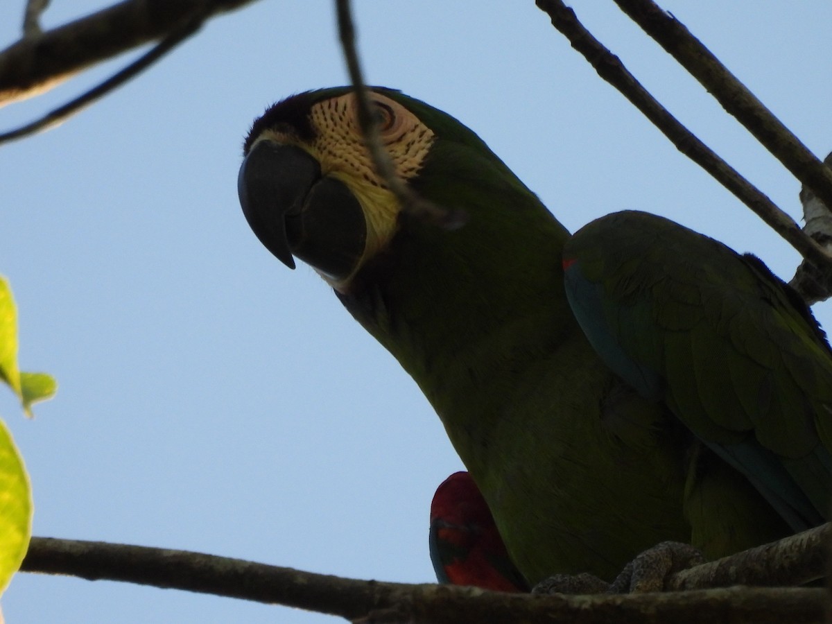 Chestnut-fronted Macaw - ML646364782
